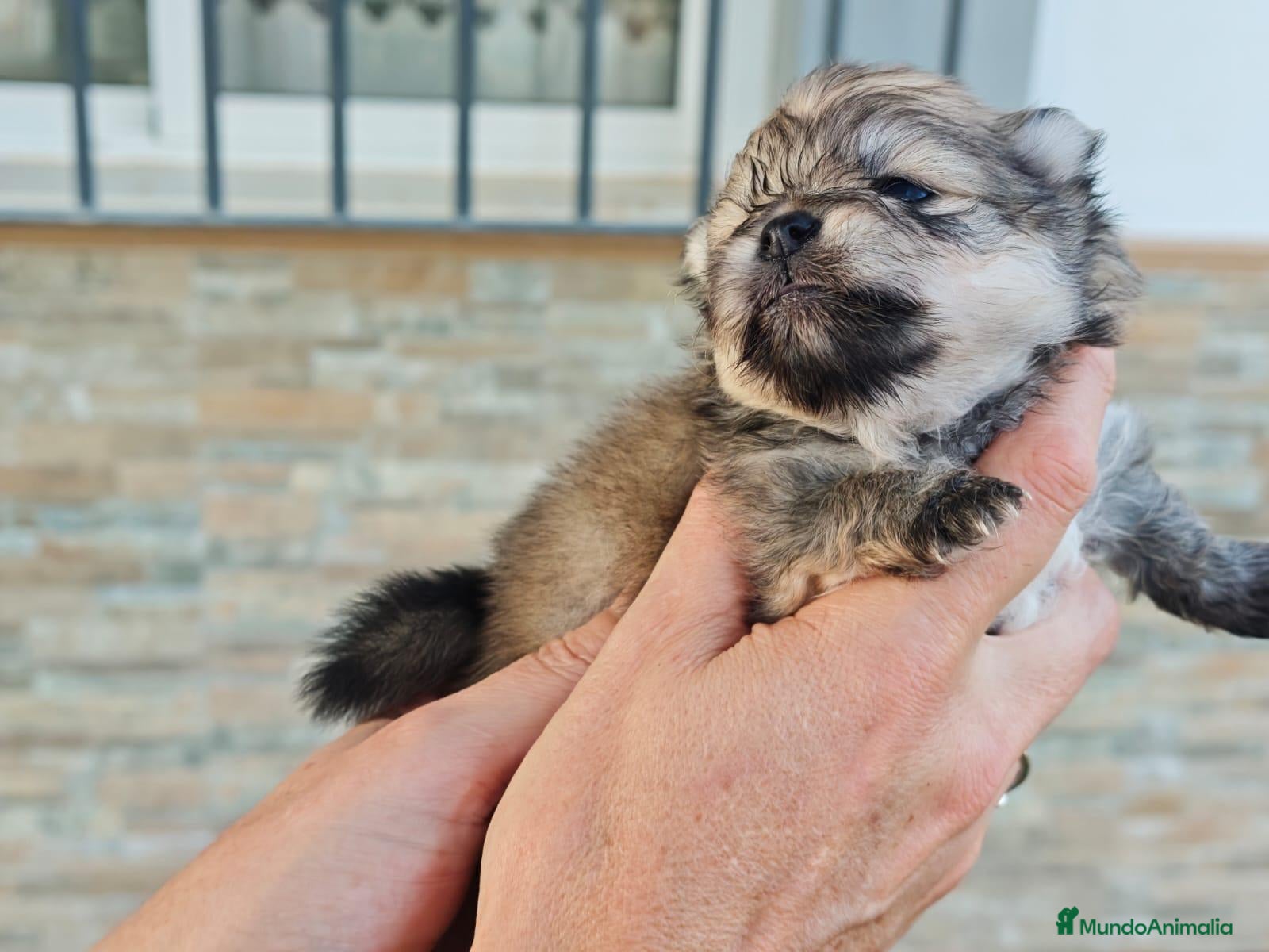 Pomerania perros Pomerania  - Anuncio 2