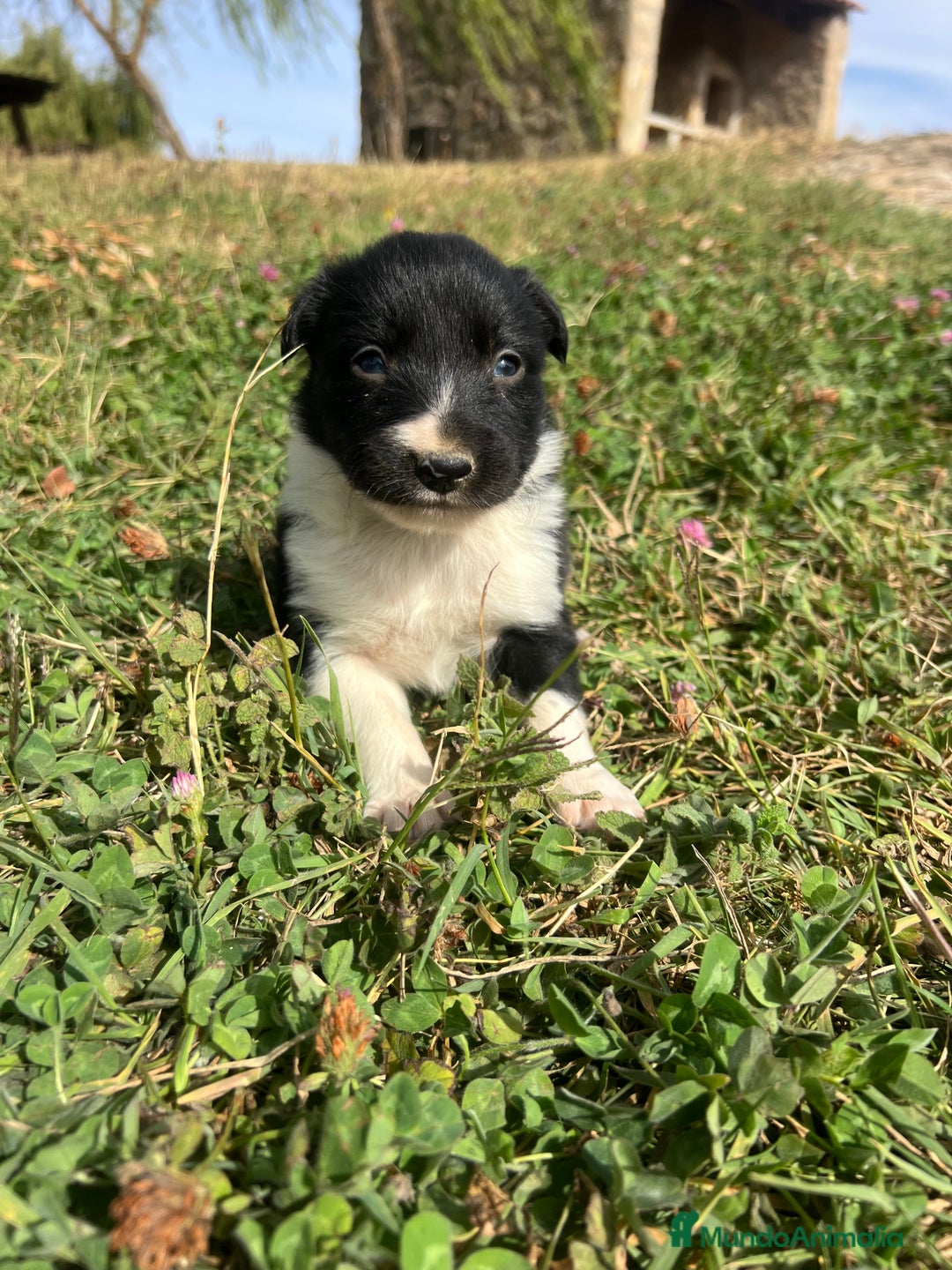 Border Collie perros en venta: Border Collie Calidad - Imagen 8