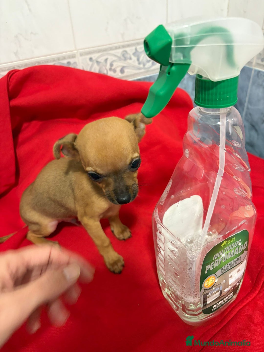 Chihuahua perros en venta: Chihuahua toy cabeza manzana  - Anuncio 4