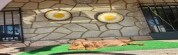 Teckel perros en venta: Teckel kaninchen - Anuncio 1