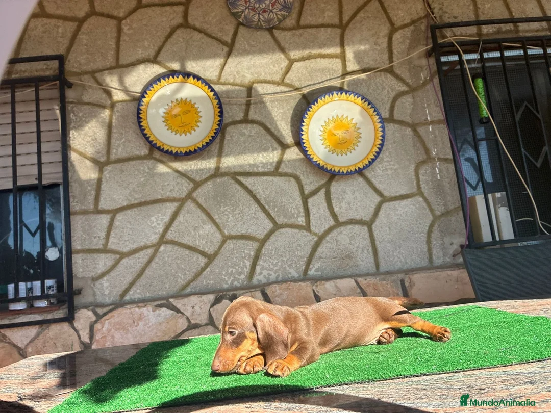 Teckel perros en venta: Teckel kaninchen - Anuncio 1