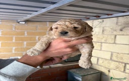 Perro de Agua Español perros en venta: Cachorritos perro de aguas español - Imagen 1