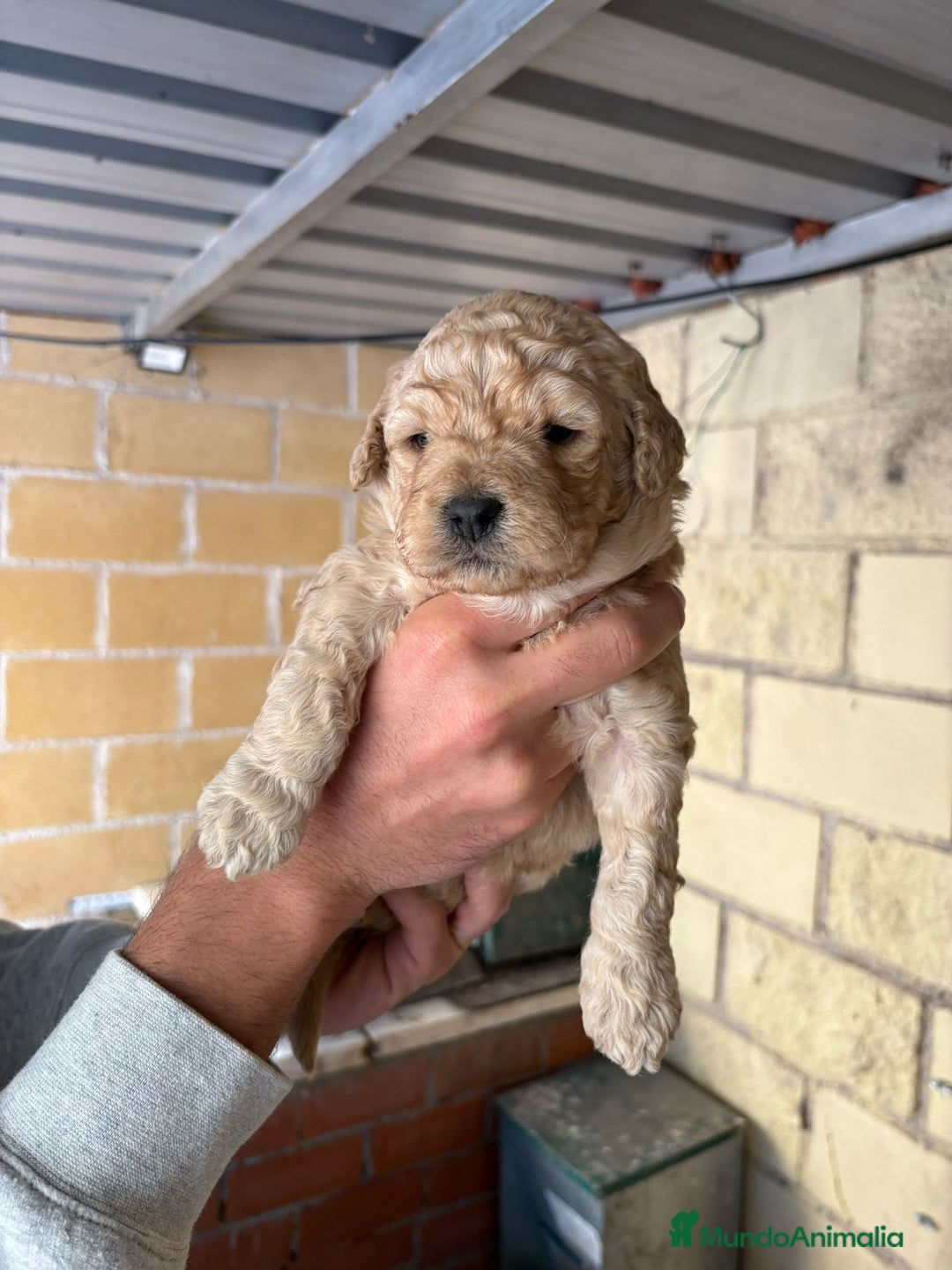 Perro de Agua Español perros en venta: Cachorritos perro de aguas español - Imagen 1