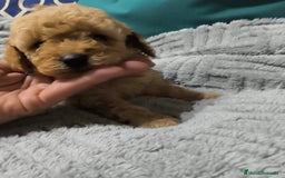 Caniche Enano perros en venta: Caniches en Curtis La Coruña  - Imagen 2