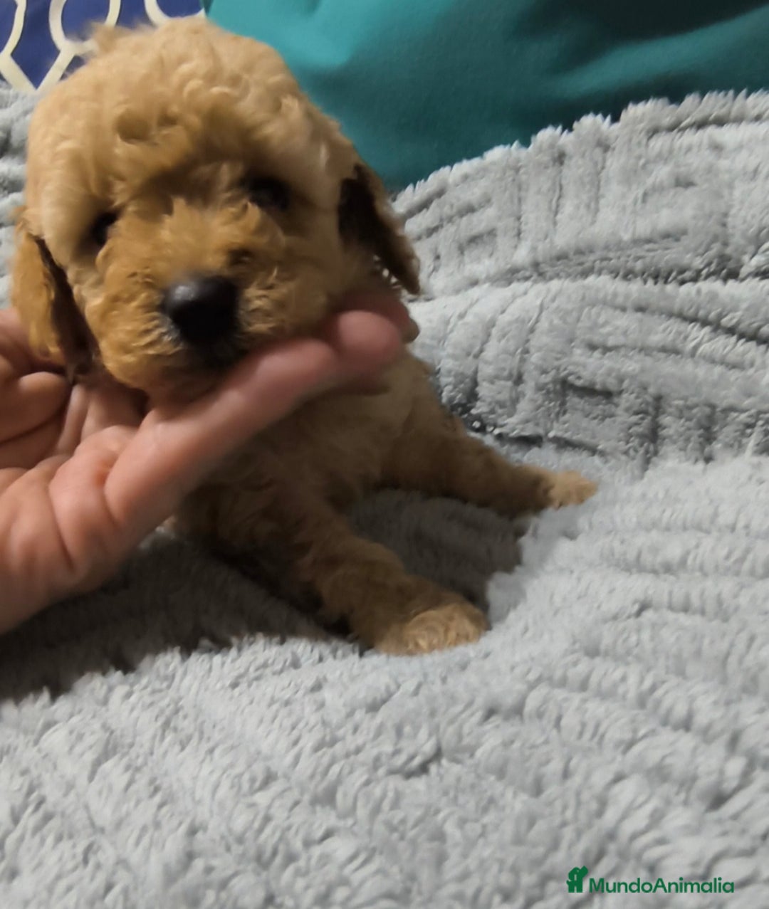 Caniche Enano perros en venta: Caniches en Curtis La Coruña  - Imagen 2