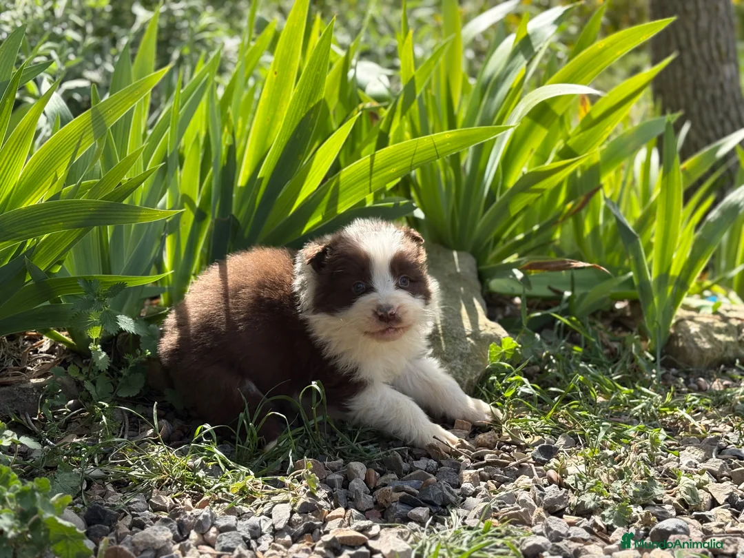 Border Collie perros en venta: 🐾🐾 Border Collie tranquilos y equilibrados 🐾🐾 - Anuncio 1