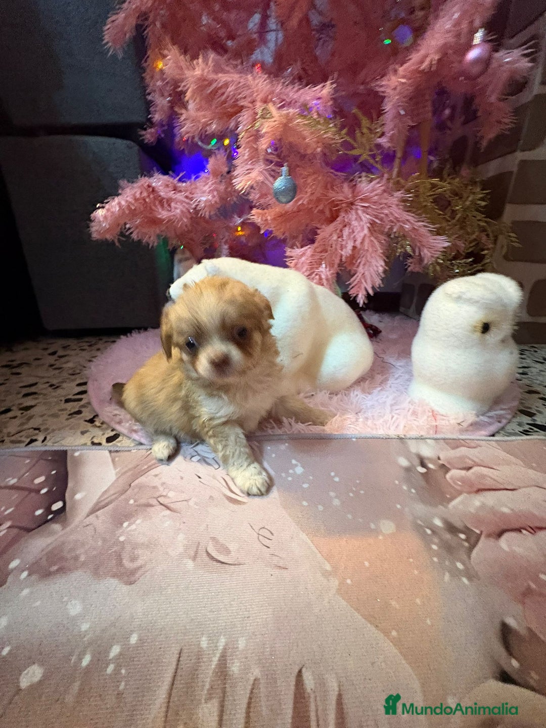Chihuahua perros en venta: Chihuahua toy pelo largo  - Anuncio 23