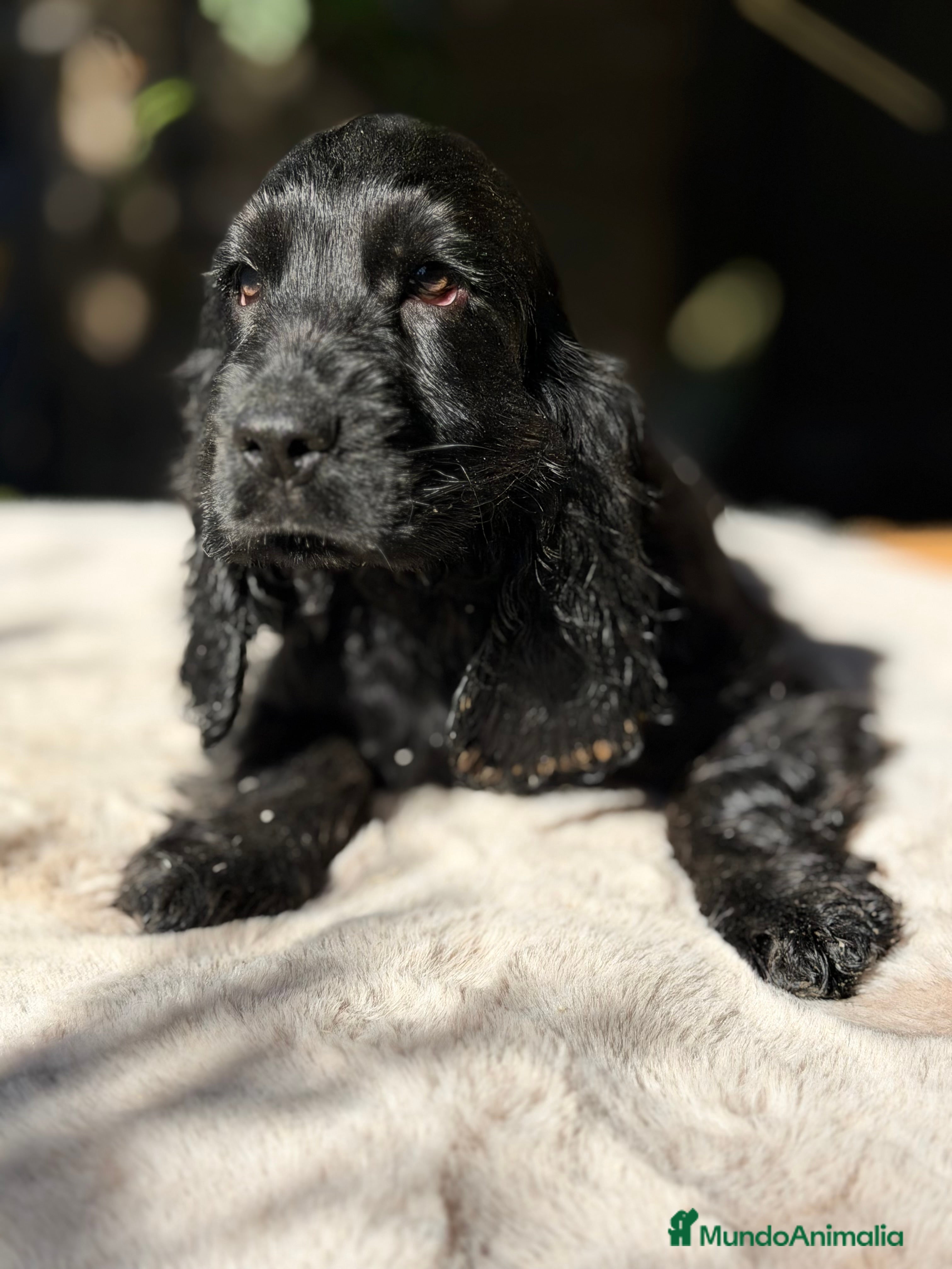 Cocker Spaniel Inglés perros Cocker negro  - Anuncio 4