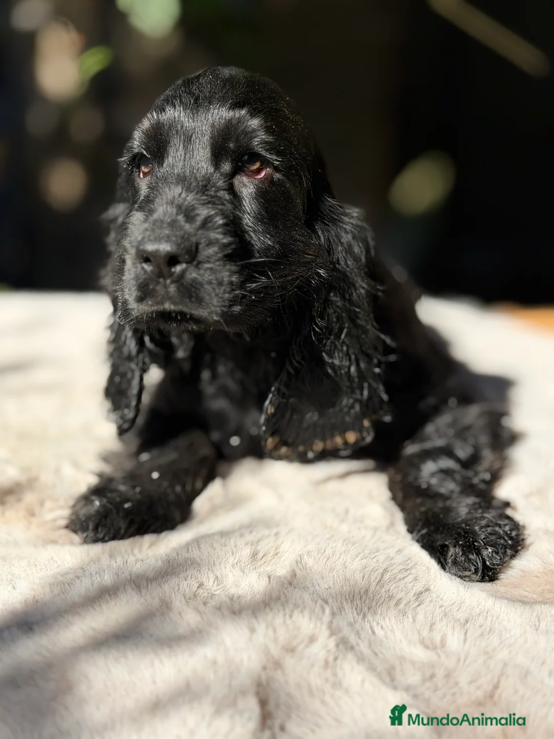 Cocker Spaniel Inglés perros en venta: Cocker negro  - Anuncio 1