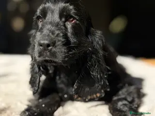 Cocker Spaniel Inglés perros Cocker negro - Anuncio 4