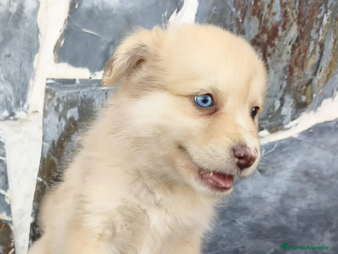 Raza Mixta perros en venta: BORDERPOM (BORDER COLLIE + POMERANIA) - Anuncio 2