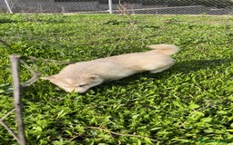 Husky Siberiano perros en venta: Husky SIBERIANO de calidad  - Imagen 11