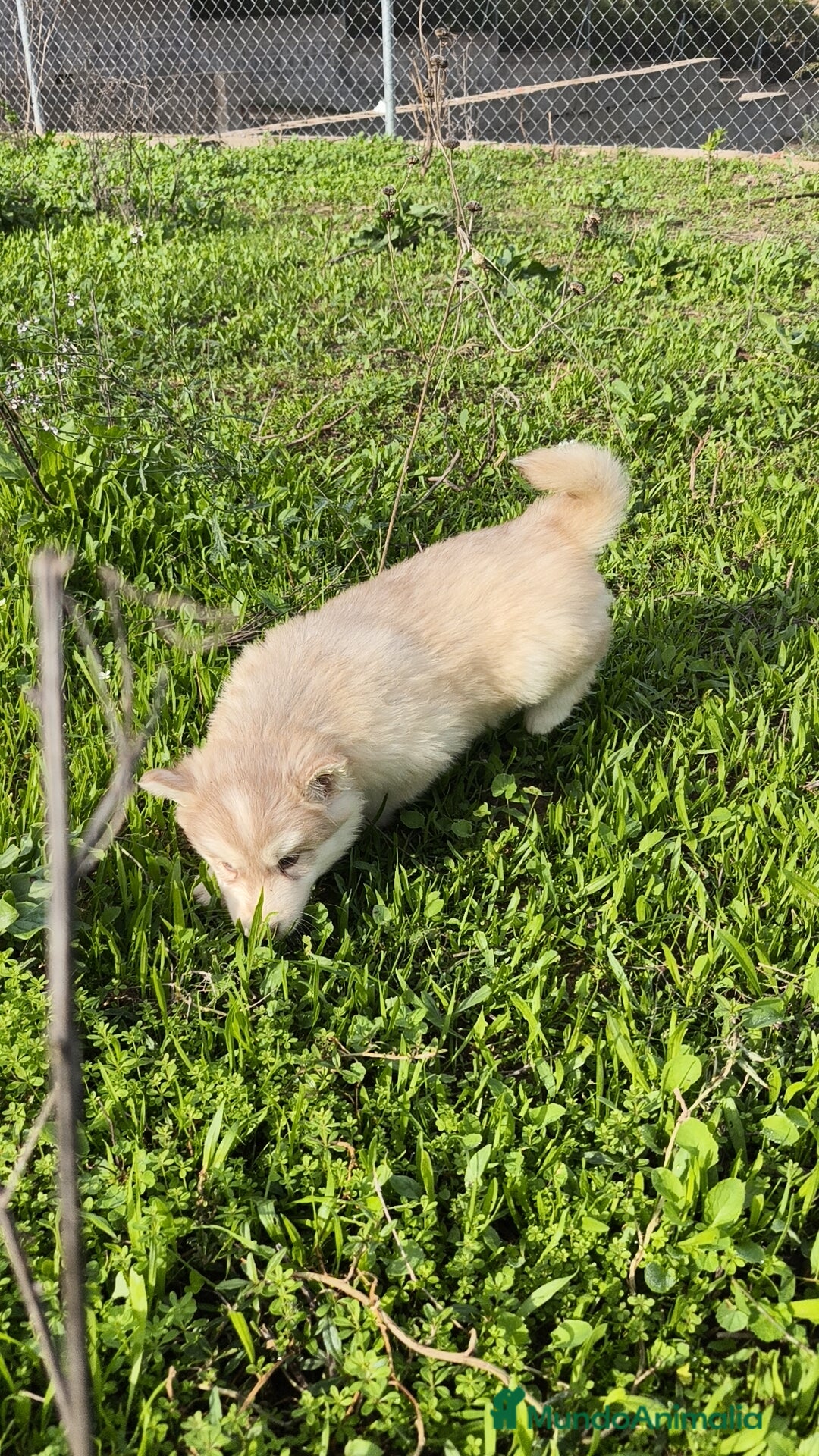 Husky Siberiano perros en venta: Husky SIBERIANO de calidad  - Imagen 11