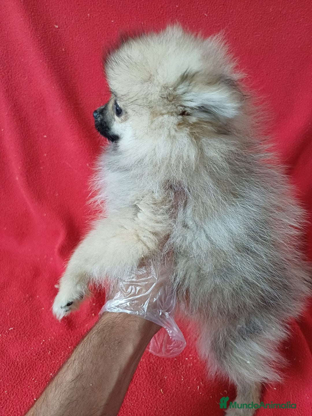 Pomerania perros en venta: Pomerania Mini  - Anuncio 2