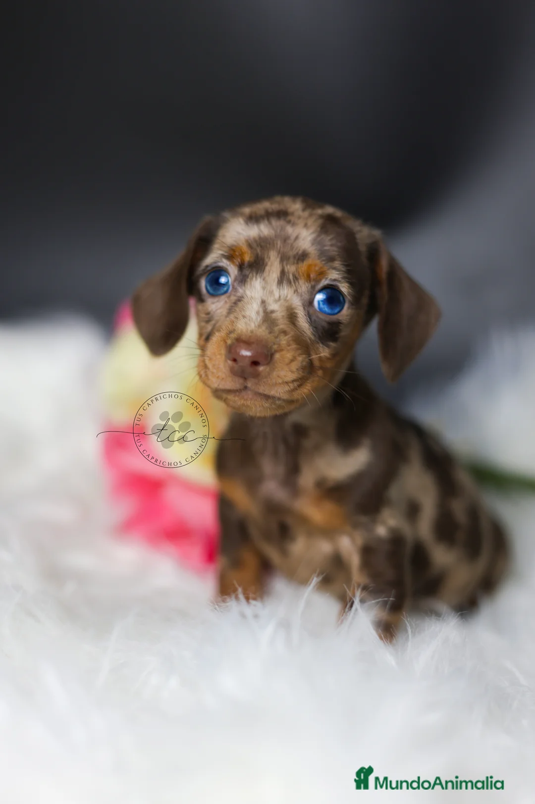 Teckel perros en venta: Hembra arlequín chocolate Cantabria - Anuncio 2