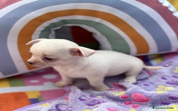 Chihuahua perros en venta: Chihuahua toy - Imagen 7