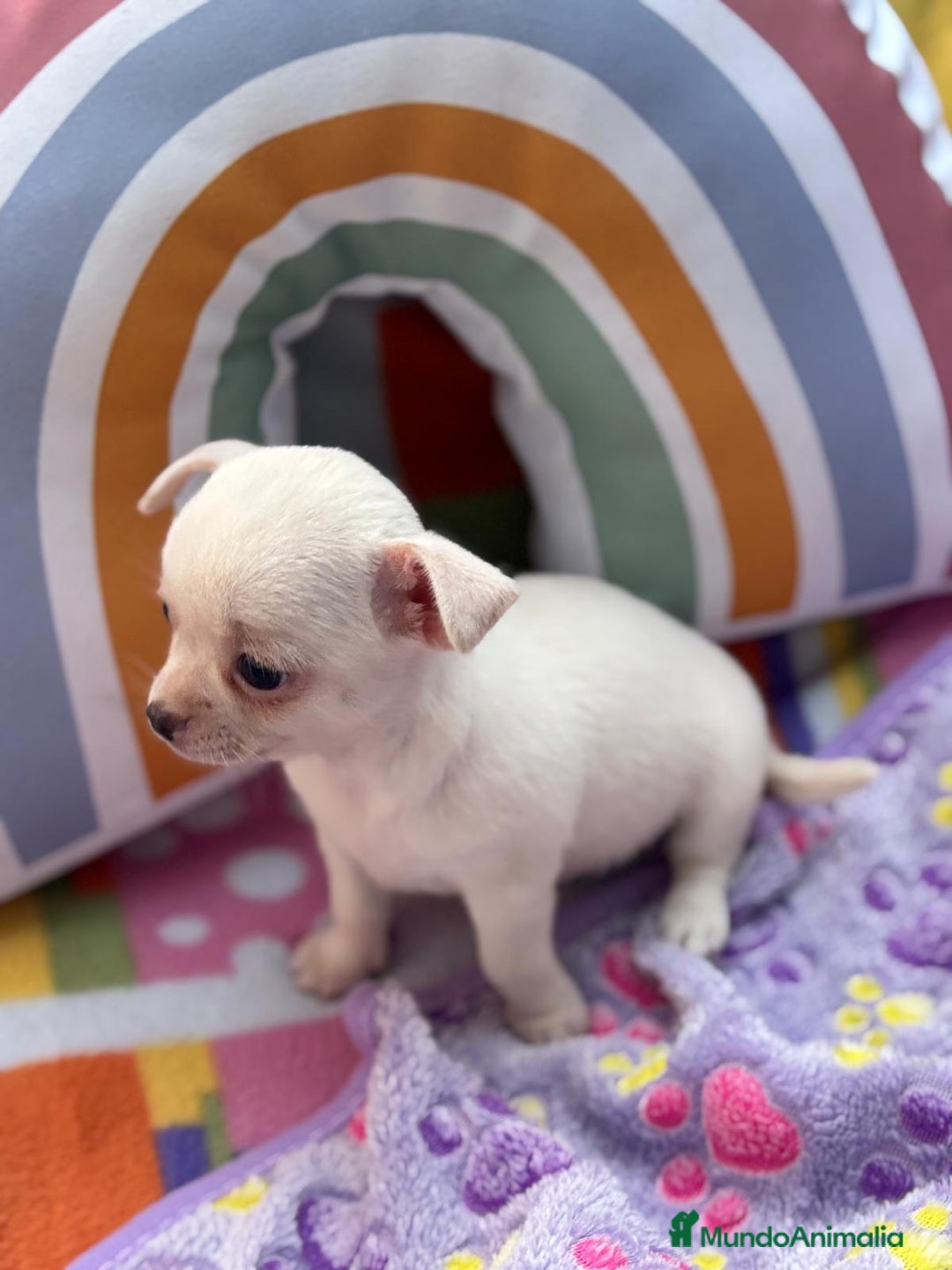 Chihuahua perros en venta: Chihuahua toy - Imagen 7