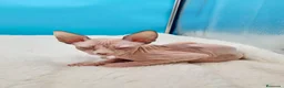 Sphynx gatos en venta: Preciosa hembrita ojos azules  - Anuncio 7