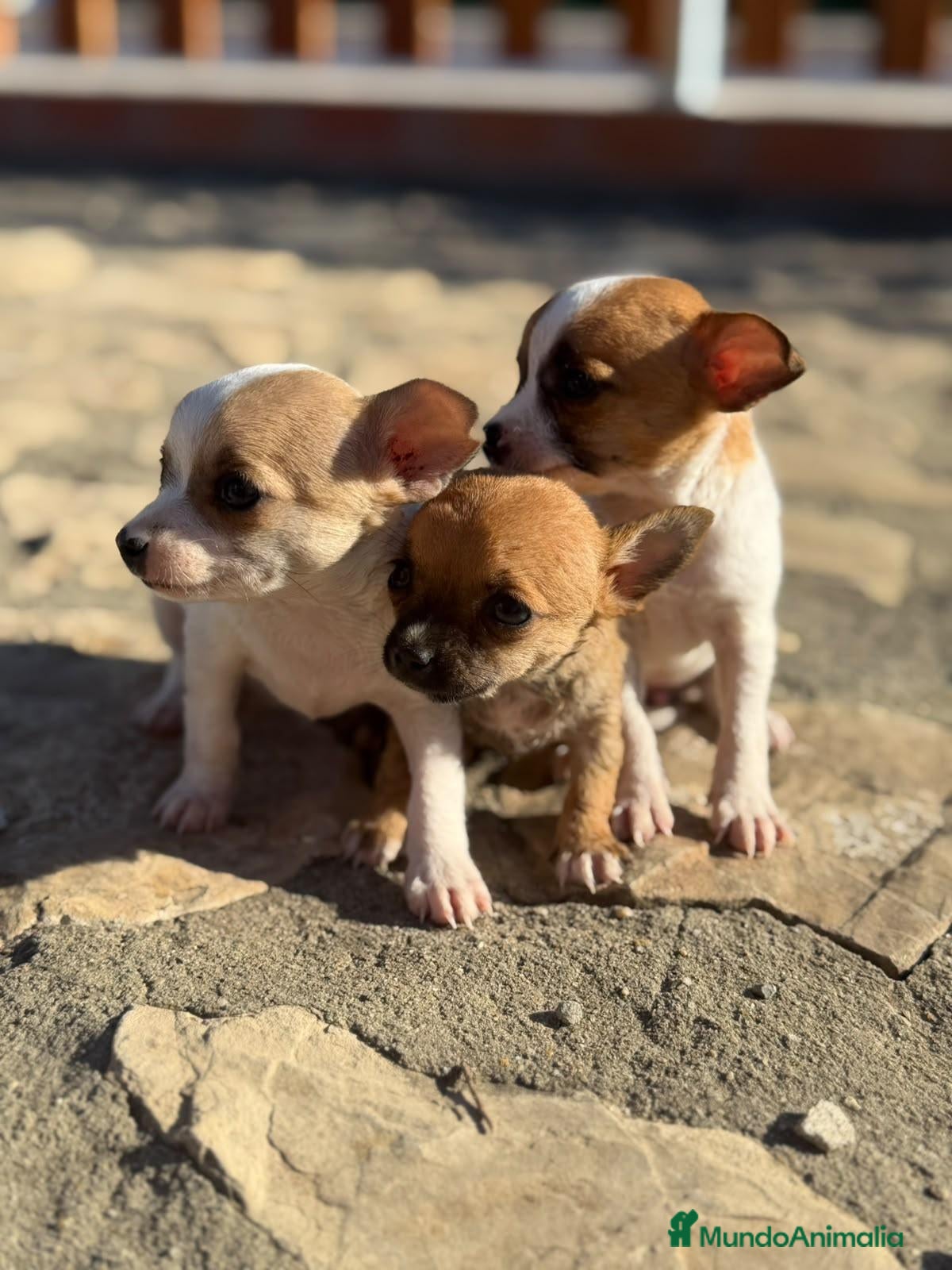 Chihuahua perros Chihuahuas Toy de calidad  - Anuncio 1
