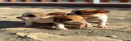 Chihuahua perros en venta: Chihuahuas Toy de calidad  - Anuncio 1