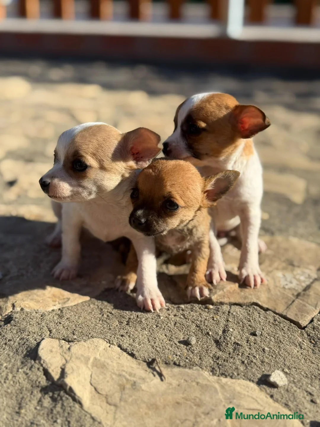 Chihuahua perros en venta: Chihuahuas Toy de calidad  - Anuncio 1