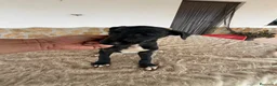 Galgo Español perros en venta: Galgo español  - Anuncio 4