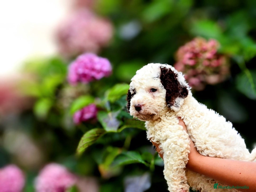 Perro de Agua Español perros en venta: Preciosa camada de perro de agua español - Imagen 7