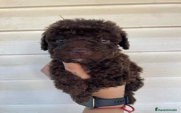 Perro de Agua Español perros en venta: Perro de agua  - Imagen 2