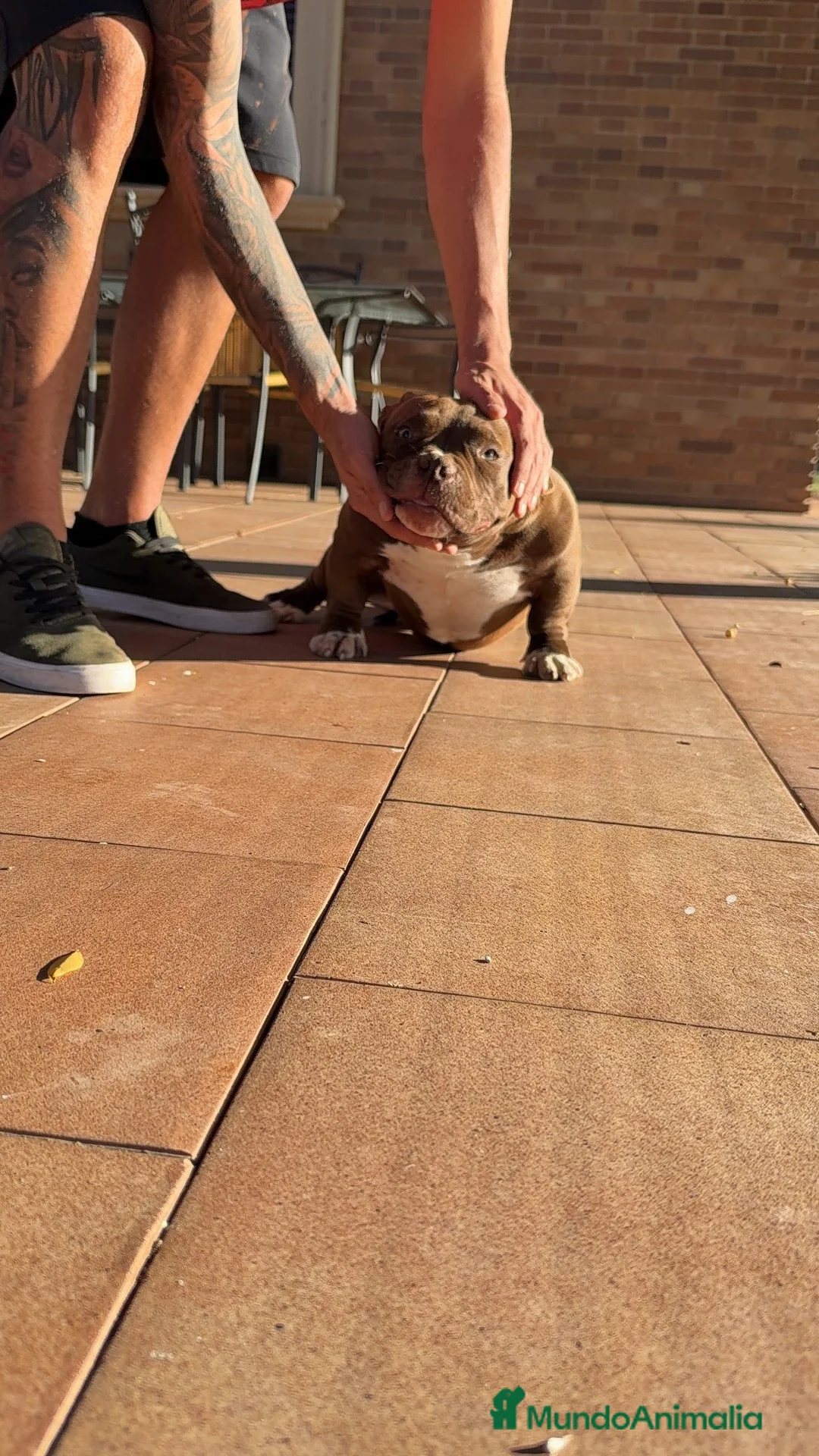 American Bully perros en venta: CACHORRITAS AMERICAN BULLY MICRO 7 MESES  en Madrid - Anuncio 20