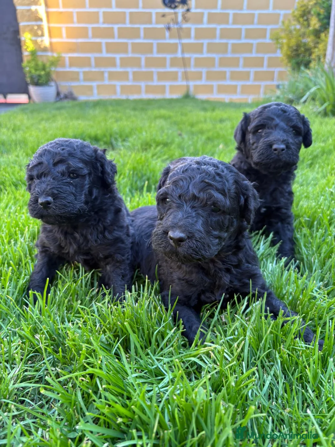 Perro de Agua Español perros en venta: Perrita de aguas negra azabache en Madrid - Anuncio 2