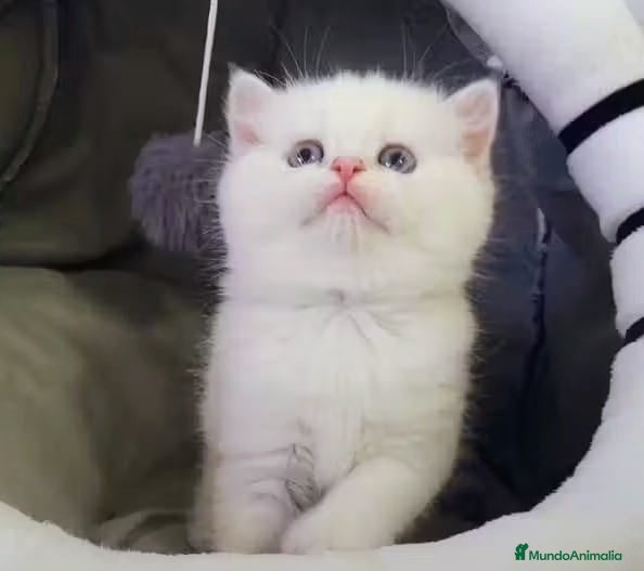 Británico de Pelo Corto gatos Macho British Blanco - Anuncio 2