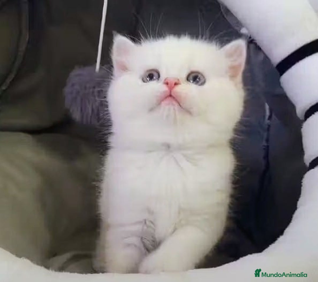 Británico de Pelo Corto gatos en venta: Macho British Blanco - Imagen 2