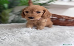 Otras razas perros en venta: COCKAPOO - Imagen 11