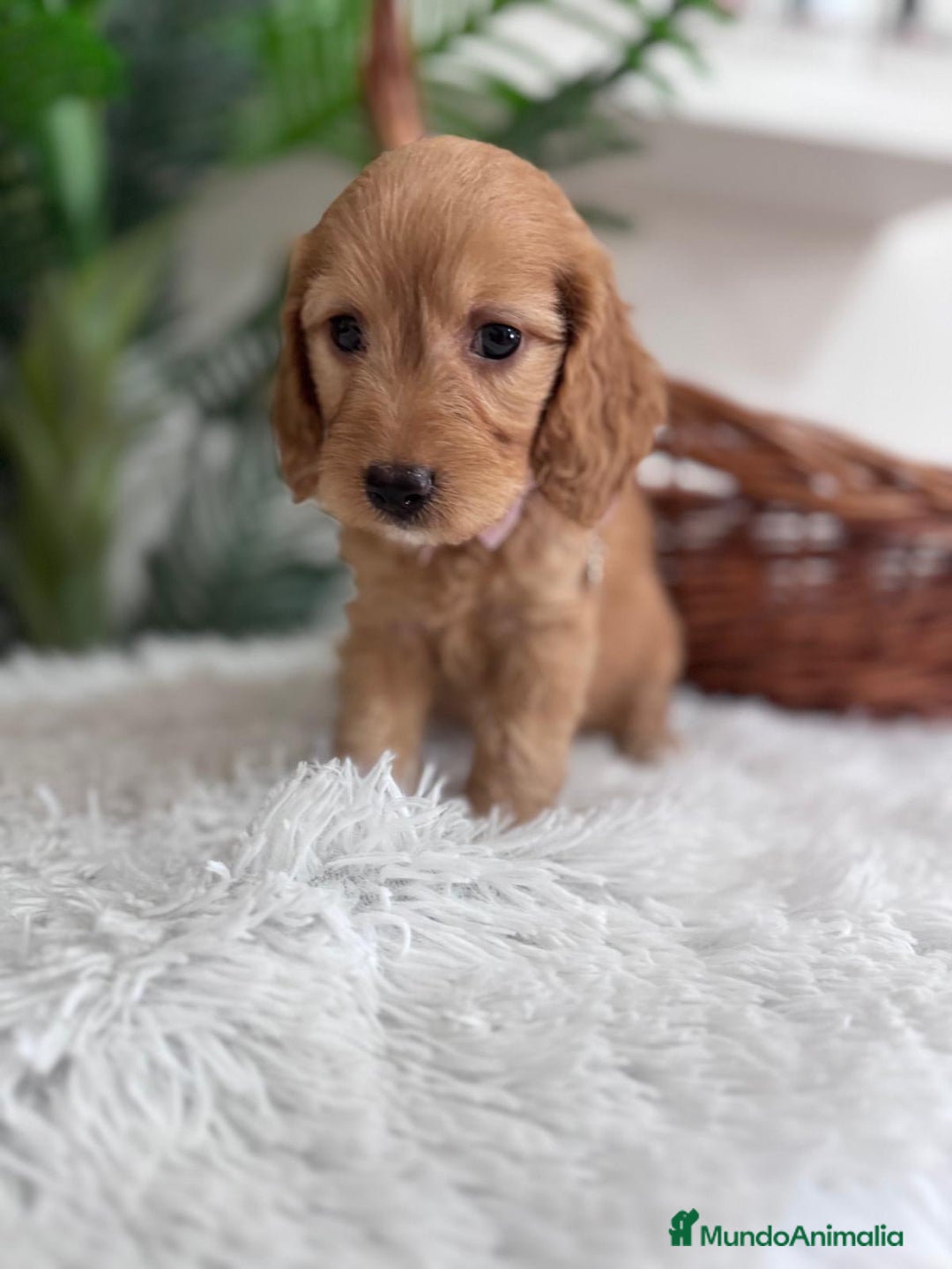 Otras razas perros en venta: COCKAPOO - Imagen 11
