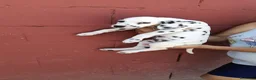 Dálmata perros en venta: Dalmata disponible🐶🐾 en Cádiz - Anuncio 5