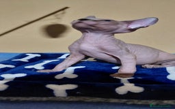Sphynx gatos en venta: Machito sphynx  - Imagen 3