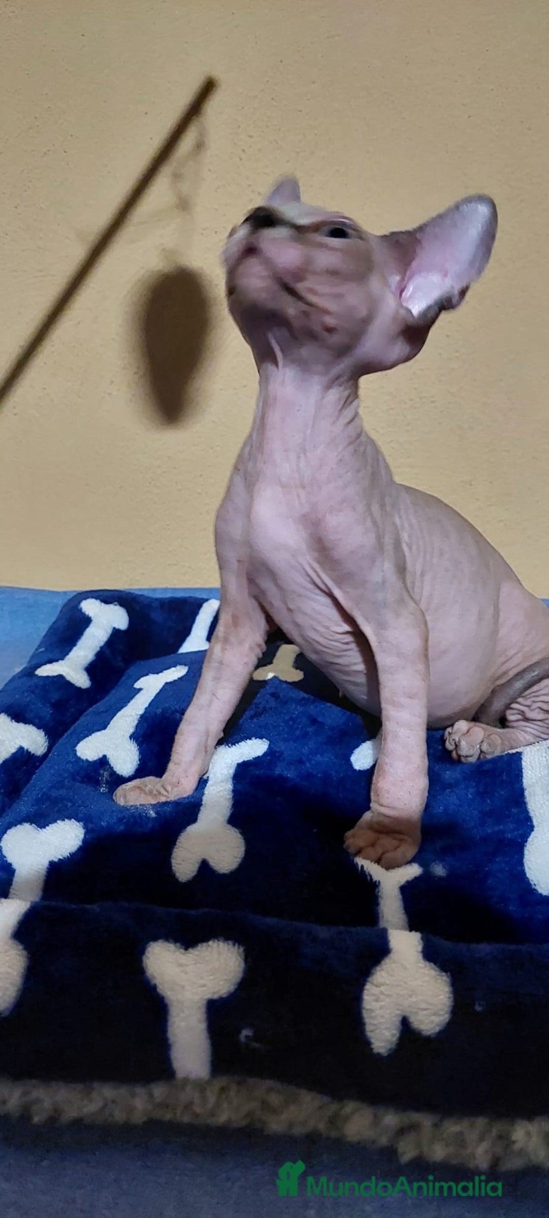 Sphynx gatos en venta: Machito sphynx  - Imagen 3