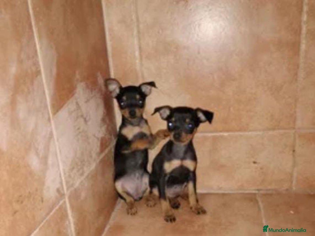 Pinscher Miniatura perros en venta: Pincher miniatura - Anuncio 1