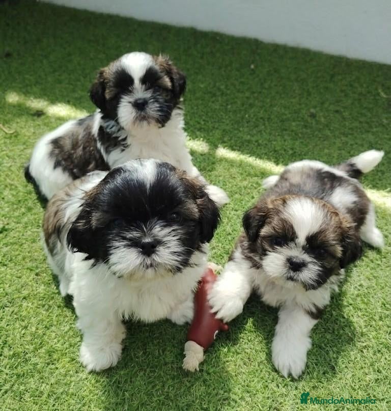 Shih Tzu perros Shih tzu - Anuncio 1
