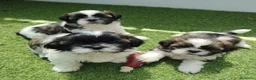 Shih Tzu perros en venta: Shih tzu - Anuncio 1