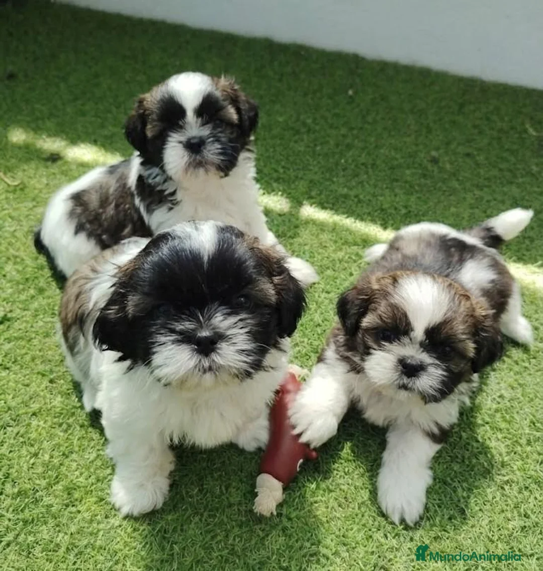 Shih Tzu perros en venta: Shih tzu - Anuncio 1
