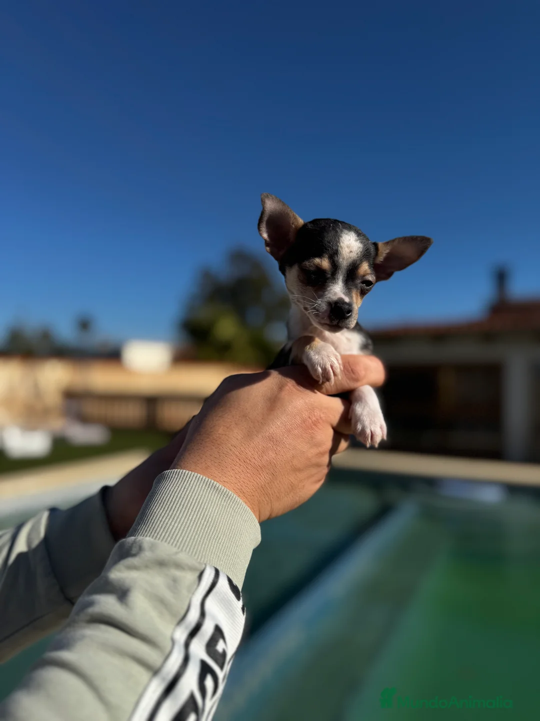 Chihuahua perros en venta: Chihuahuas  en Illes Balears - Anuncio 14