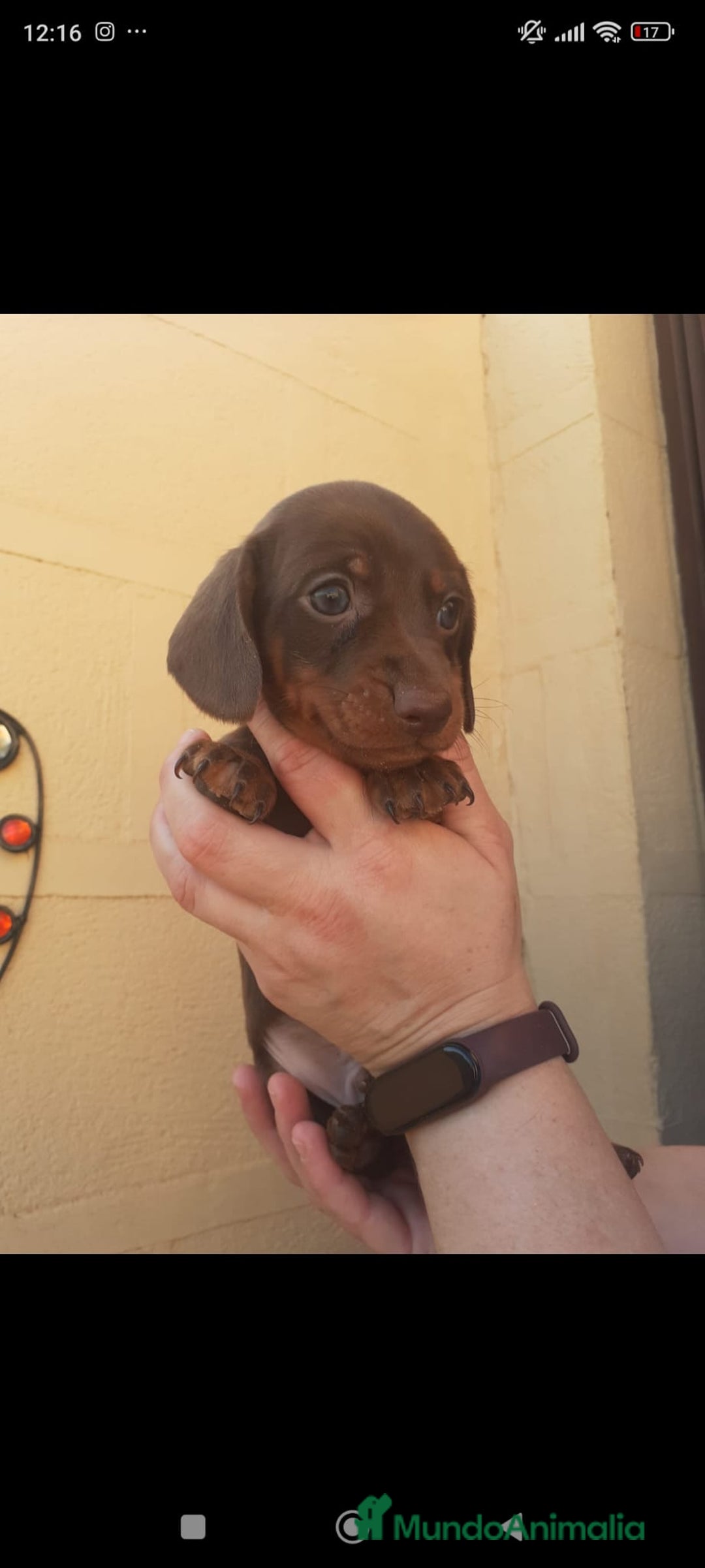 Teckel Miniatura perros en venta: Teckel mini - Anuncio 11