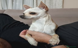 Chihuahua perros para monta: Monta chihuahua - Imagen 3