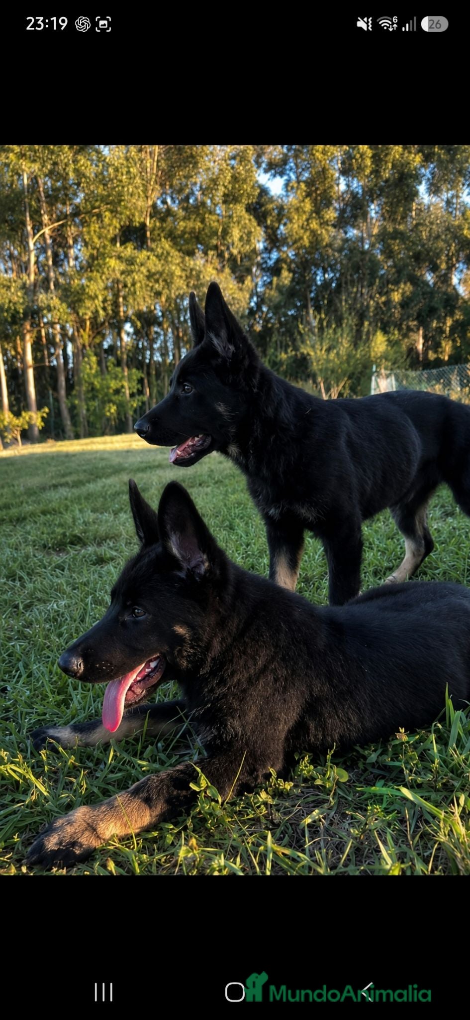 Pastor Alemán perros Disponibles cachorros pastor aleman de trabajo - Anuncio 1