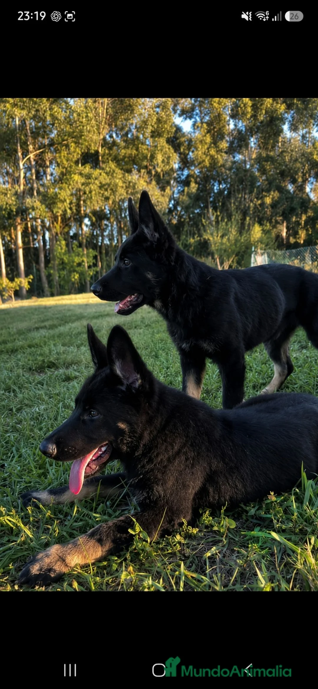 Pastor Alemán perros en venta: Disponibles cachorros pastor aleman de trabajo - Anuncio 1