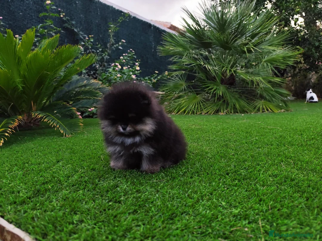 Pomerania perros en venta: Lulú de pomerania toy - Anuncio 2