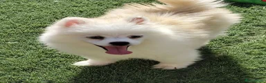 Pomsky 3