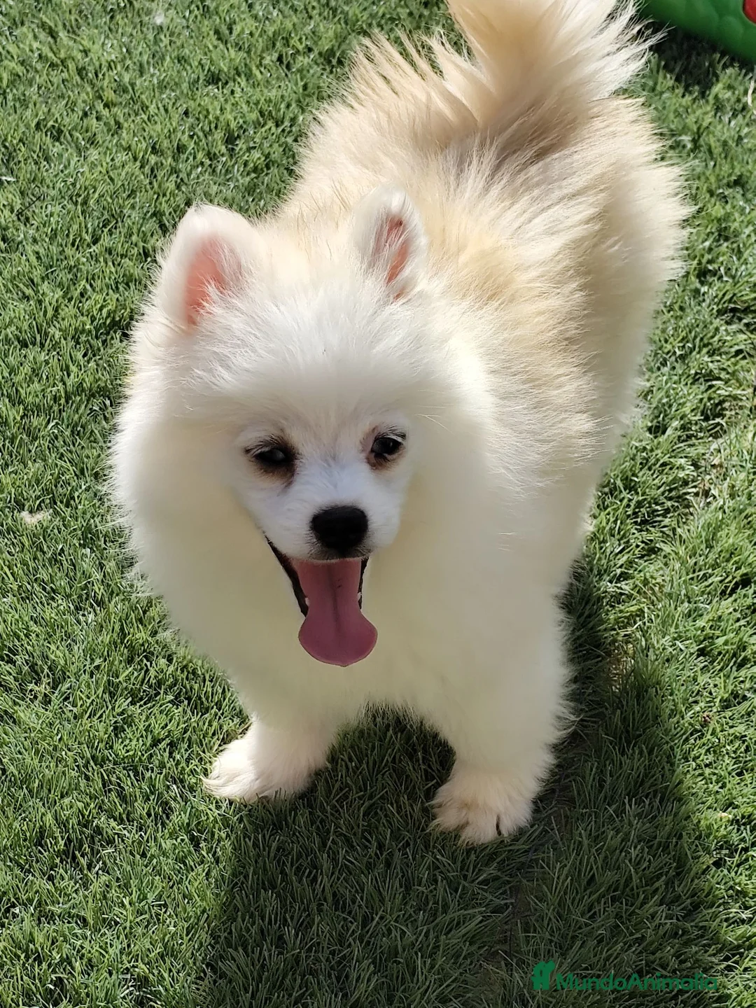 Pomsky perros en venta: Pomsky minis - Anuncio 3