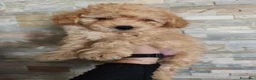 Raza Mixta perros en venta: Ultimo caniche toy en Madrid - Anuncio 1